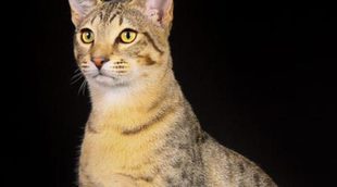 Mau Egipcio: Todo sobre esta raza de felino