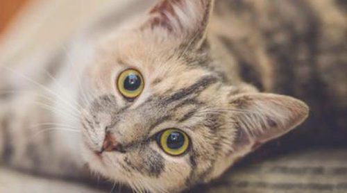 Me cambio de casa: Pautas para hacer que mi gato se integre en el nuevo ambiente