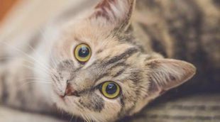 Me cambio de casa: Pautas para hacer que mi gato se integre en el nuevo ambiente