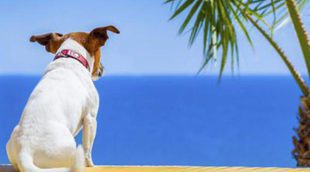 Planes que hacer en verano al lado de tu perro