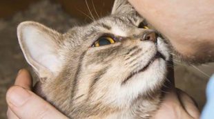 Planes que hacer en verano al lado de tu gato