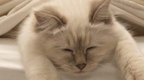 ¿Es bueno acostumbrar a mi gato a dormir en mi cama?