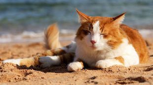 5 formas para hacer que tu gato sobrelleve mejor el calor