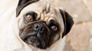 ¿Ven los perros en blanco y negro?