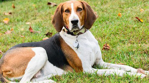 Razas de perro: Coonhound