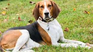 Razas de perro: Coonhound