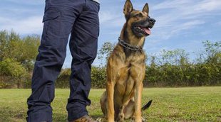 ¿Cuánto tarda un perro en responder a su nombre?