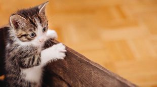 Consejos para cuidar a un gato recién nacido prematuro