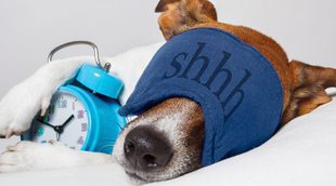 Consejos para elegir la cama correcta para tu perro