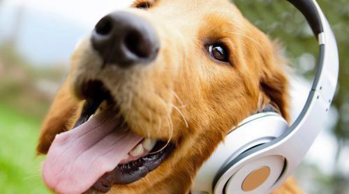 ¿Les gusta la música a los perros?