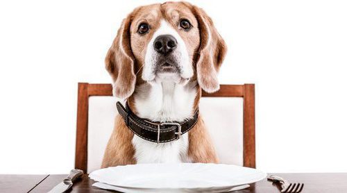 Restaurantes a los que puedes acceder con tu perro