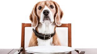 Restaurantes a los que puedes acceder con tu perro