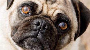 Trucos para conseguir que tu perro esté quieto al hacer una foto