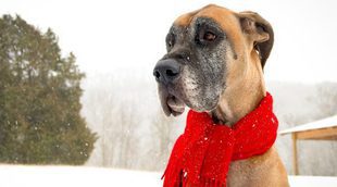 Cómo proteger a tu perro del frío