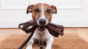Formas de hacer deporte junto a tu perro
