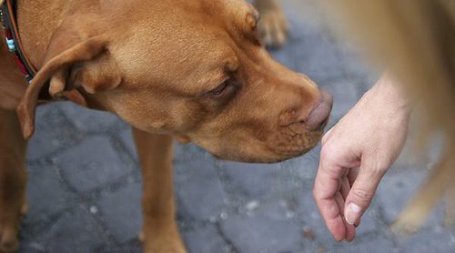 ¿Es aconsejable aplicar perfume a un perro?