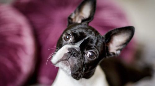 Boston Terrier