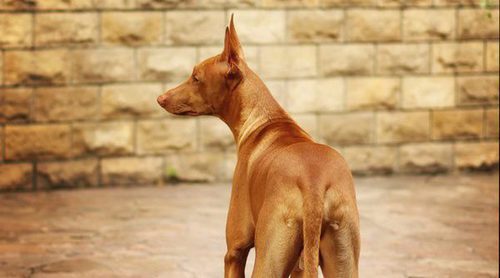 He perdido a mi perro paseando. ¿Qué hago?