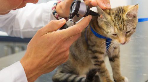 Otitis en gatos