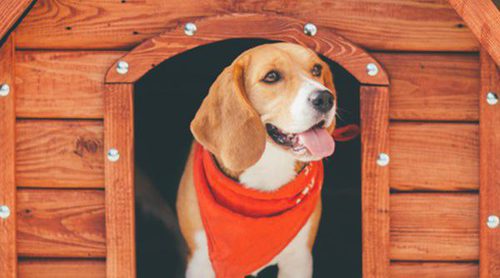 Pautas para escoger la caseta más adecuada para tu perro