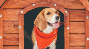 Pautas para escoger la caseta más adecuada para tu perro