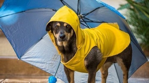 Consejos para limpiar a tu perro después de un paseo por la calle en un día de lluvia