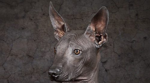 Razas de perros: Xoloitzcuintle