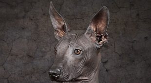 Razas de perros: Xoloitzcuintle