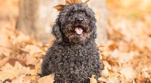Razas de perros: Puli
