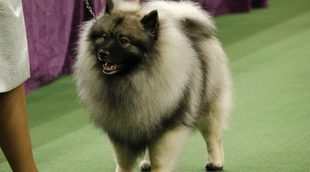 Razas de perros: Keeshond