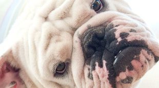 Subir a mi perro al sofá: Ventajas e inconvenientes