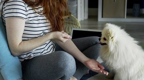 Perro