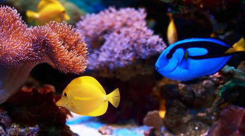 Peces tropicales