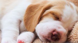 ¿Qué estancia del hogar es la más adecuada para que duerma mi perro?