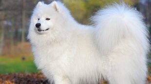 Cómo cuidar el pelo a un Samoyedo