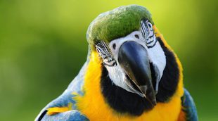 Pájaros que hablan, ¿qué hago si el mío aprende a insultar?
