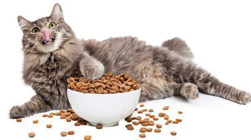 Alergia alimentaria en gatos
