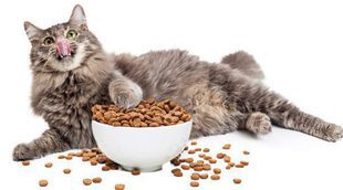 ¿Cómo puedo saber si mi gato tiene una alergia alimentaria?