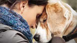 ¿Qué hago si tengo que sacrificar a mi perro?