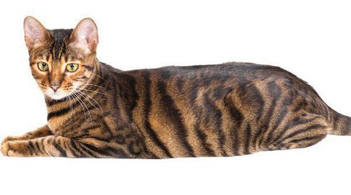 Los 8 mitos más extendidos y que no son verdad sobre los gatos