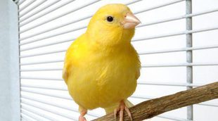 Los cuidados básicos para un canario