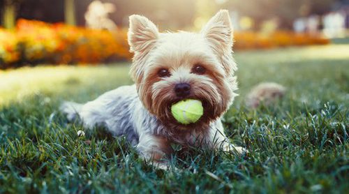 Terriers