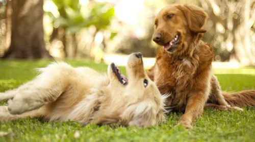 Celo en los perros: ¿Cuándo es el momento idóneo para la reproducción?