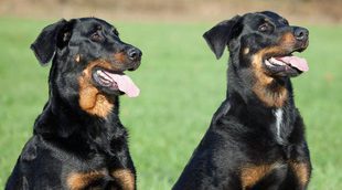 Razas de perros: Beauceron