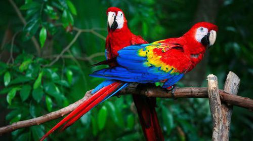 Pájaros exóticos