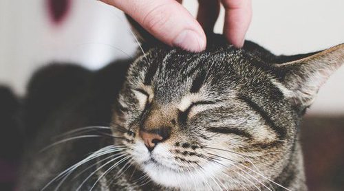 ¿Por qué levantan la cola los gatos cuando les acarician la espalda?