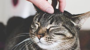 ¿Por qué levantan la cola los gatos cuando les acarician la espalda?