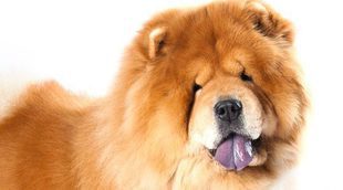 Chou Chou: conoce esta raza de perro