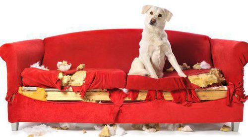Mi perro tiene problemas de comportamiento compulsivo, ¿qué hago?