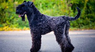 Kerry Blue Terrier, una raza de perro muy peculiar